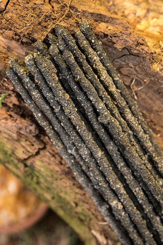 Olibanum (Frankincense) Wierook