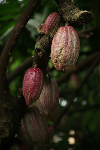 Magic Mix Cacao (500g)